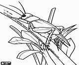 Sprinkhaan Kleurplaten Insecten sketch template