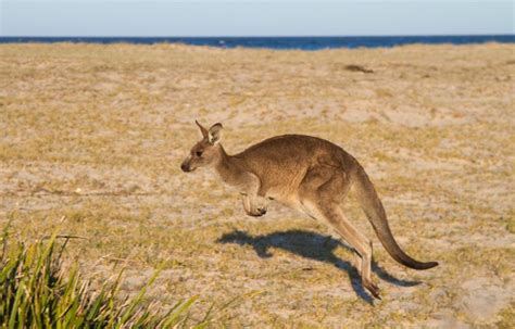 Where To See Kangaroos In Australia