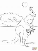 Kangaroo Red Coloring Pages Baby Drawing Printable Cute Kangaroos Getdrawings sketch template