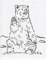 Bear Coloring Grizzly Pages Realistic Printable Drawing Print Line Color Step Getcolorings Getdrawings Samanthasbell Colorings Today sketch template