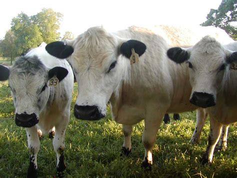 british white cattle breed