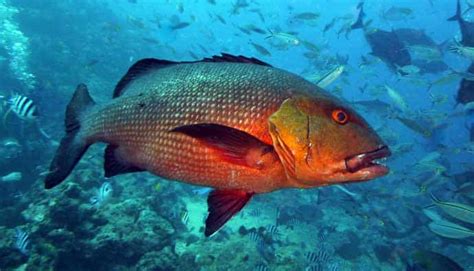 Red Bass Two Spotted Snapper How To Catch Lutjanus Bohar