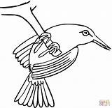Coloring Pages Birds Outline Printable sketch template