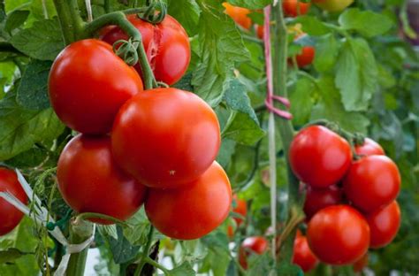 rueyada domates tarlasinda domates toplamak ruyandagorcom
