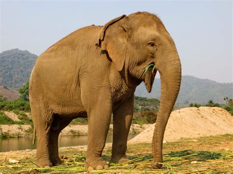 lucky save elephant foundation  news