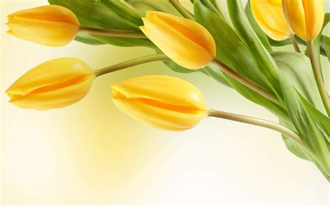 yellow tulip flowers wallpaper  fanpop