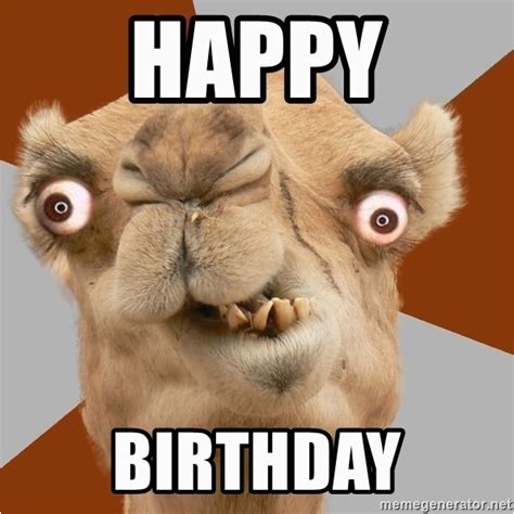 crazy happy birthday memes happy birthday crazy camel lol meme
