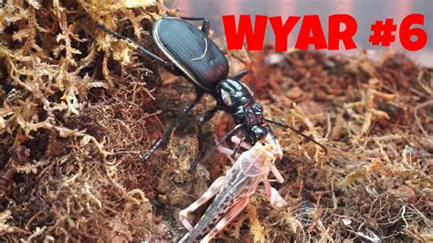 complete update wyar  typhochlaena seladonia takedown guest youtube