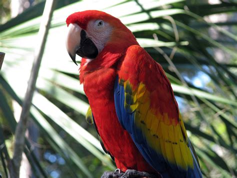 macaws list  types facts care  pets pictures