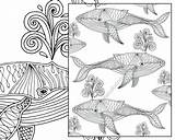 Coloring Pages Nautical Adult Printable Whale Regirock Colouring Sheet Print Getdrawings Getcolorings Color sketch template