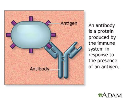 antibodies medlineplus medical encyclopedia image
