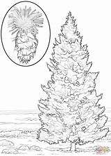 Coloring Fir Douglas Trees Pages Printable Click Tree Designlooter Drawing Dot Categories sketch template