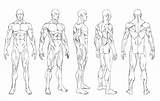 Character Template Drawing Male Body Figure Human Outline Templates Turnaround Reference Anime Blank Female Turnarounds Sheet Max Anatomy Box Poses sketch template