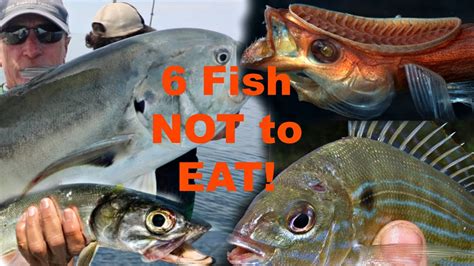 saltwater fish      eat youtube