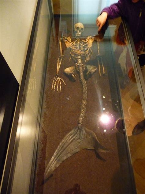 mermaid skeleton mermaid skeleton mermaid ancient aliens