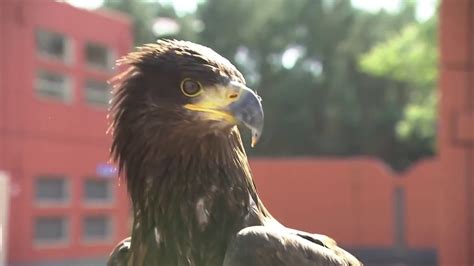 top  eagles  drones youtube