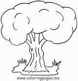 Coloring Pages Tree Trees Flowers Willow Weeping Kids Oak Adults Plants Printable Children Getcolorings Bare Fresh Color Popular Coloringhome Comments sketch template
