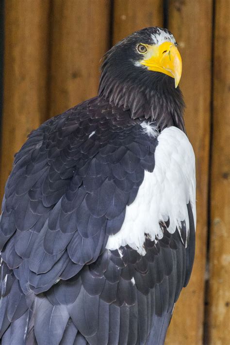 stellers sea eagle  stock photo public domain pictures