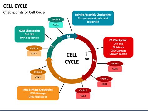 cell cycle powerpoint template