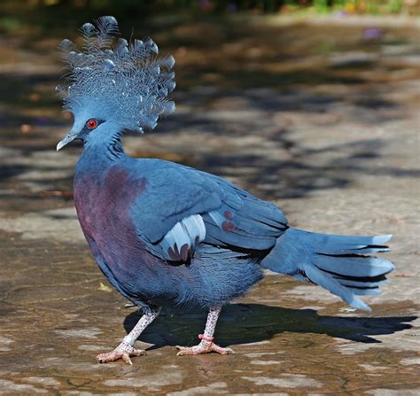 birds   world victoria crowned pigeon