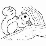 Squirrel Coloring Color Pages Branch Busy Printable Squirrels Interesting Keep Child sketch template