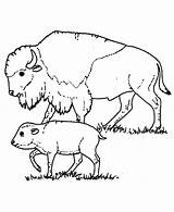 Coloring Buffalo Pages Bison Baby Drawing Taking Care Color Her Kids Getdrawings Getcolorings Printable Pag Cape sketch template