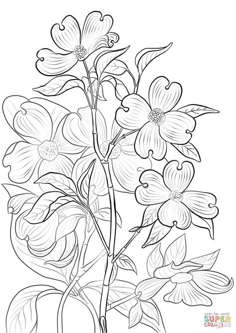 flowering dogwood coloring page  printable coloring pages