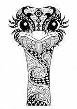 Avestruz Zentangle sketch template