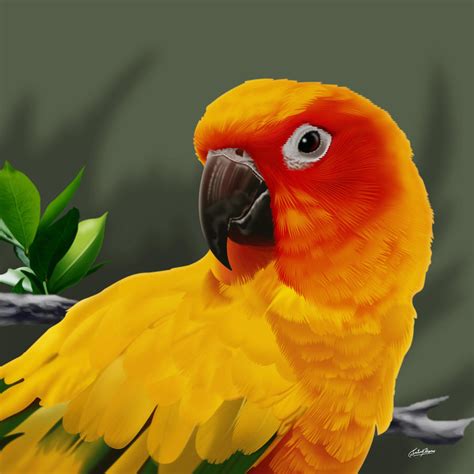 red parrot wallpapers