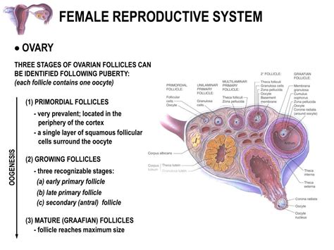 Ppt Female Reproductive System Powerpoint Presentation Id 3206306