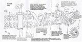 Membrane Cell Worksheet Diagram Plasma Transport Coloring Sketch Biology Clothier Laura sketch template