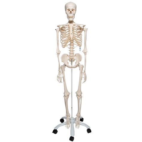 skeleton model stan   scientific  human skeleton