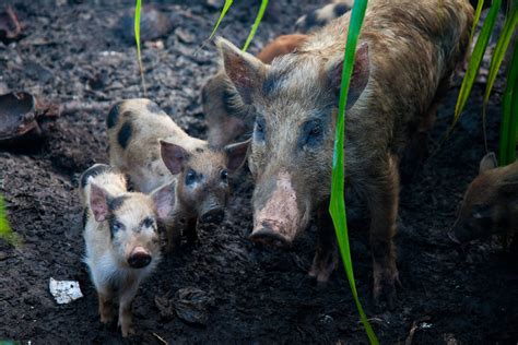 pig family kozy   kitchens flickr
