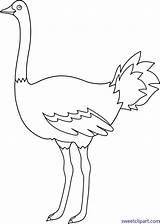 Ostrich Clipart Lineart Webstockreview Colorable Sweetclipart sketch template