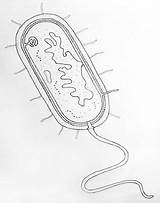 Draw Bacteria Cell Prokaryotic Biology Drawing Easy Prokaryotes Diagram Bacterial Drawings Organisms Microbiology Science Neat Membrane Plasma Originating Diagrams Choose sketch template