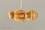 Afbeeldingsresultaten voor "botryocyrtis Scutum". Grootte: 151 x 101. Bron: www.fruitflyidentification.org.au