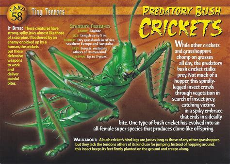 predatory bush crickets weird  wild creatures wiki fandom powered  wikia
