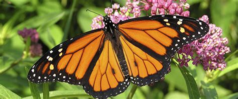 The Ultimate Relay Race The Monarch Butterfly Story