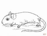 Coloring Gerbil Pages Cute Printable Drawing Supercoloring Categories sketch template