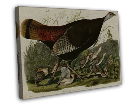 john james audubon wild turkey audubon fine art 20x16 inch framed