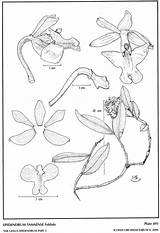 Epidendrum 1968 Amo Arbuscula Herbaria Subgroup Jimenez Drawing Website Group sketch template