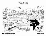 Arctic Coloring Habitat Tundra Animals Artic Animal Sheets Pages Poster Kids Labeled Printable North Exploringnature Pole Pdf Visual Books Nature sketch template