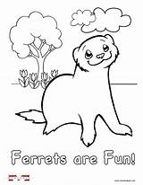 Coloring Ferret Pages Ferrets Kids Printable Color Funny Print Sheets Books Ferrett sketch template