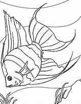 Fish Line Drawings Drawing Library Clipart Coloring Book Tropical sketch template