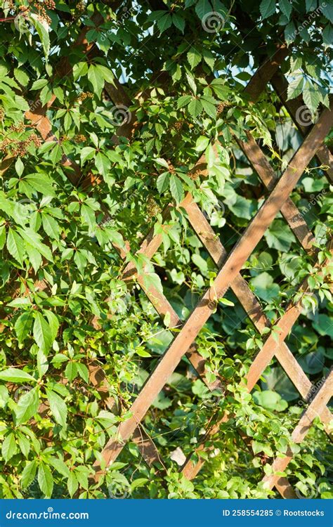 garden trellis covered  green ivy stock image image  hanging