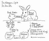 Nitrogen sketch template