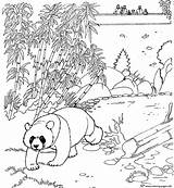 Coloring Panda Pages Printable Zoo Animal Adults Library Clipart Popular sketch template