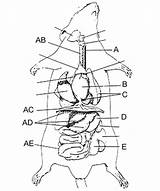 Digestive Anatomi Rat Tikus Bagian Rats Organ Worksheet Hewan Physiology Flashcards Dokter Comparative sketch template