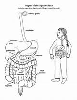 Digestive Coloring Tract Elementary School sketch template