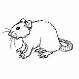 Rat Coloriage Szczur Kolorowanki Dessiner Imprimer Coloriages Dzieci Dessins Laguerche Animaux Souris Bestcoloringpagesforkids Canette Gratuits Meilleurs Coloringbay Depuis Vu sketch template